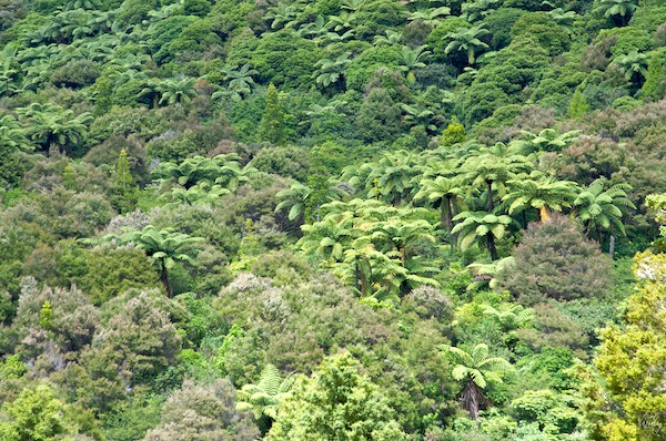 NewZealand 09 10  012